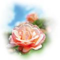 Арома есенция роза за Medisana Medibreeze, Ultrabreeze, UHW и Medibreeze Aroma